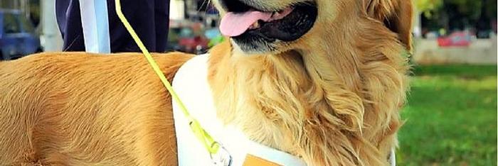 El perro de terapias, un co-terapeuta muy especial