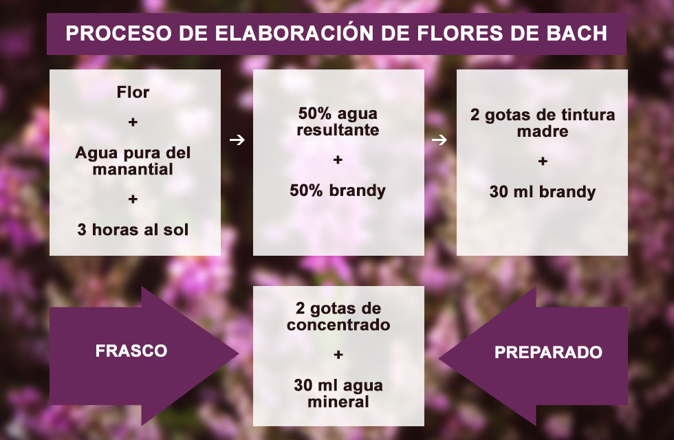 Proceso de elaboración de preparados florales - flores de bach