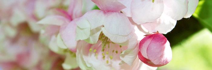 Aplicaciones locales de Flores de Bach
