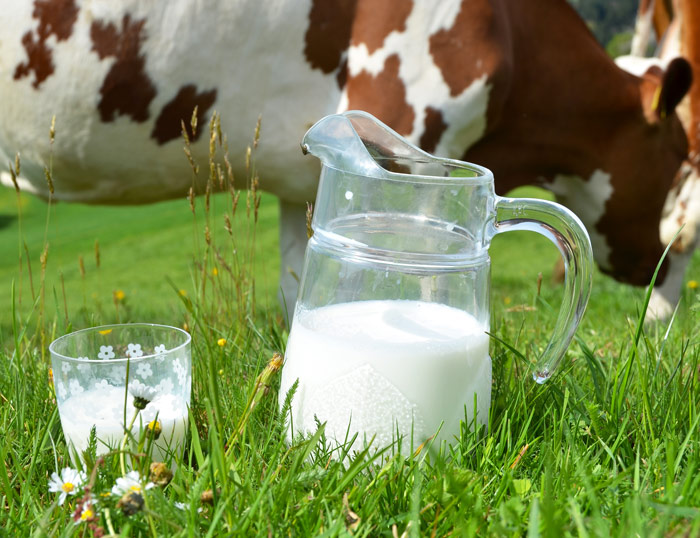 ¿Qué nos aporta la leche de vaca?