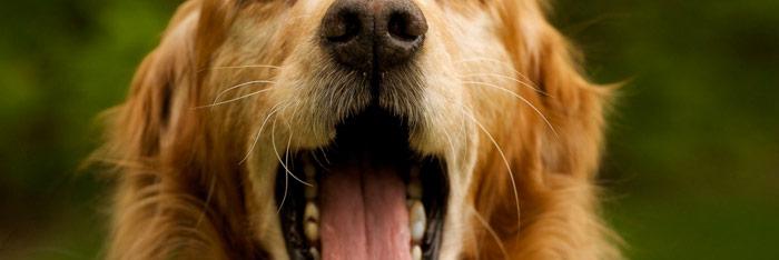 Las terapias naturales para animales