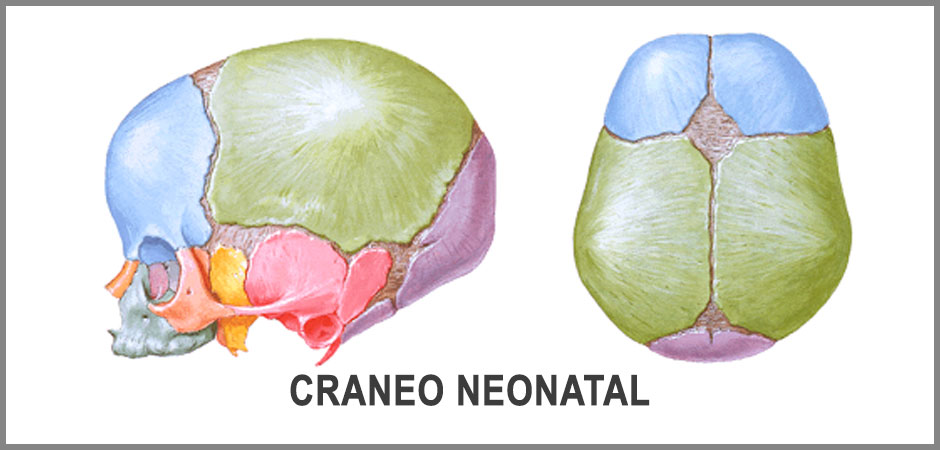 Craneosacral como apoyo a la lactancia materna: cráneo neonatal
