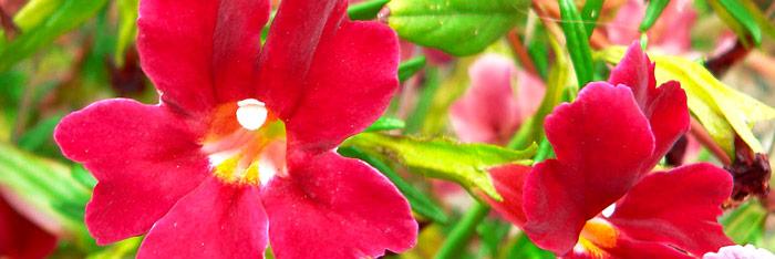 Flores de bach, ¿por qué funcionan?