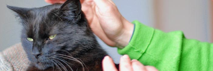 Reiki para los animales