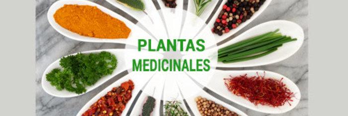 Aprender a utilizar las plantas medicinales