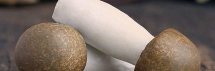 Setas y salud, la micoterapia