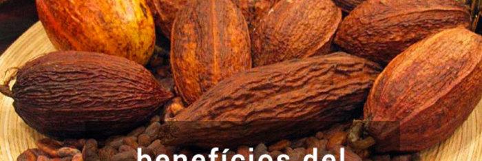 El cacao, cáncer, alzheimer y fatiga crónica