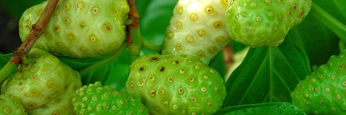 Efectos terapéuticos del Noni (Morinda Citrifolia)