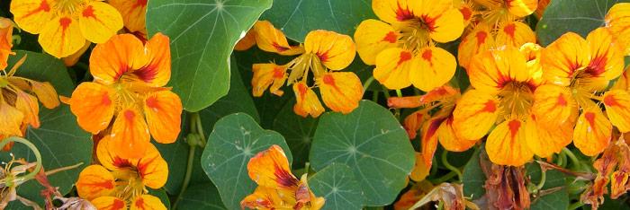 Flores para lograr metas