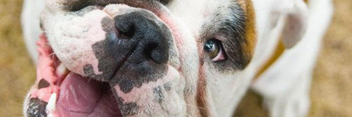 Comunicación Animal: Sanando el Alma