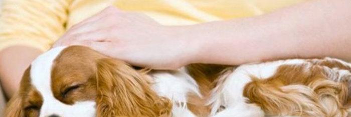 Reiki para animales
