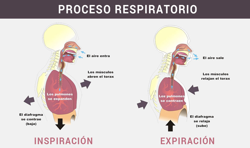 El proceso respiratorio