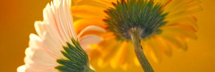 Selección de flores de bach según la terapia psicológica requerida