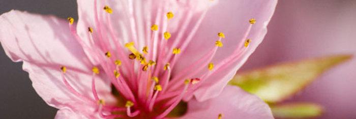 Feng Shui tradicional - flor de Melocotón
