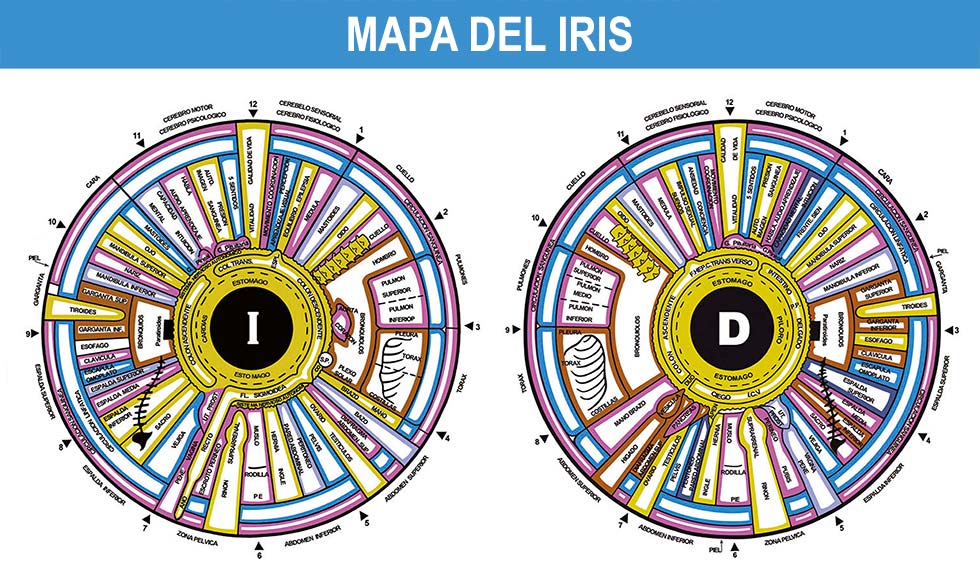 Mapa del iris - examen iridológico
