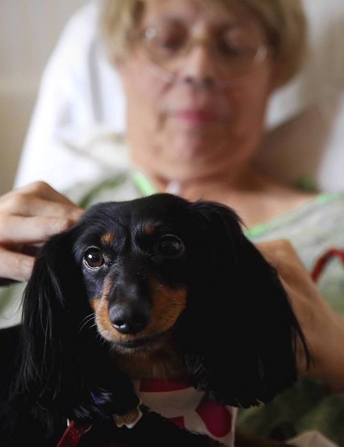 El uso de perros como terapeutas a domicilio o en el hospital