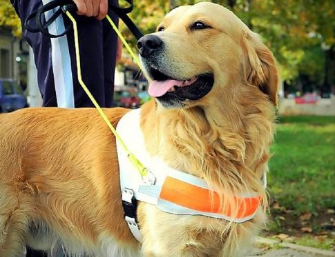 El uso de perros como complemento terapéutico