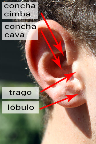 Zonas de la oreja - auriculoterapia