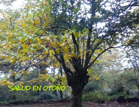La salud en otoño