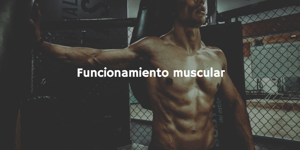 Sodio, calcio y potasio y sus propiedades saludables: funcionamiento muscular