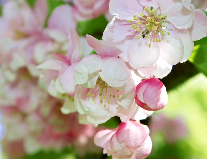 Aplicaciones locales de flores de bach