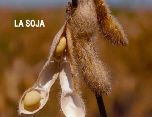 La soja y la salud