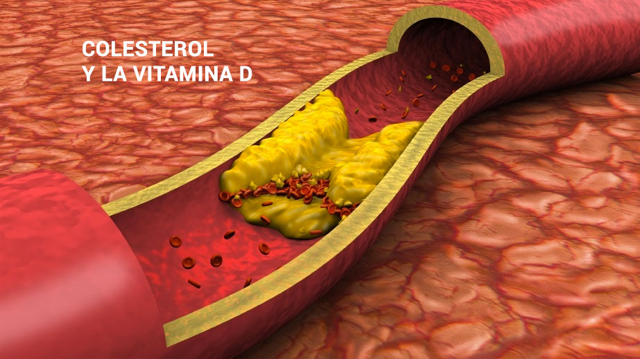 colesterol y vitamina d