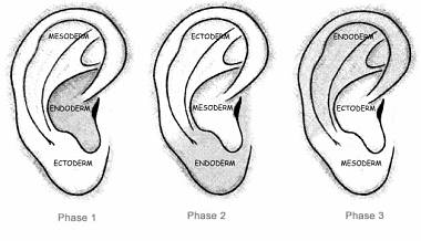 Fases de la auriculoterapia