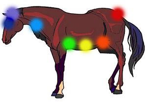 Chakras en el caballo