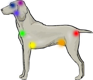 Chakras en el perro