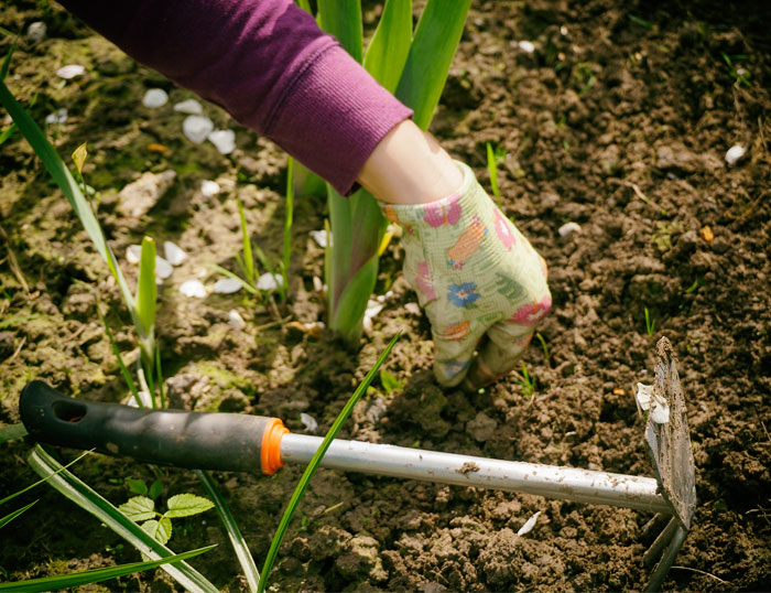 Tu proceso de crecimiento personal y similitudes con tener un jardin