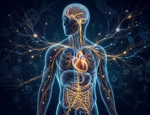 El quinto cerebro: una idea que la ciencia empieza a iluminar