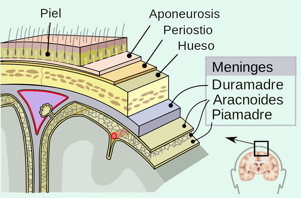 Craneosacral como apoyo a la lactancia materna: las meninges y el tubo dural