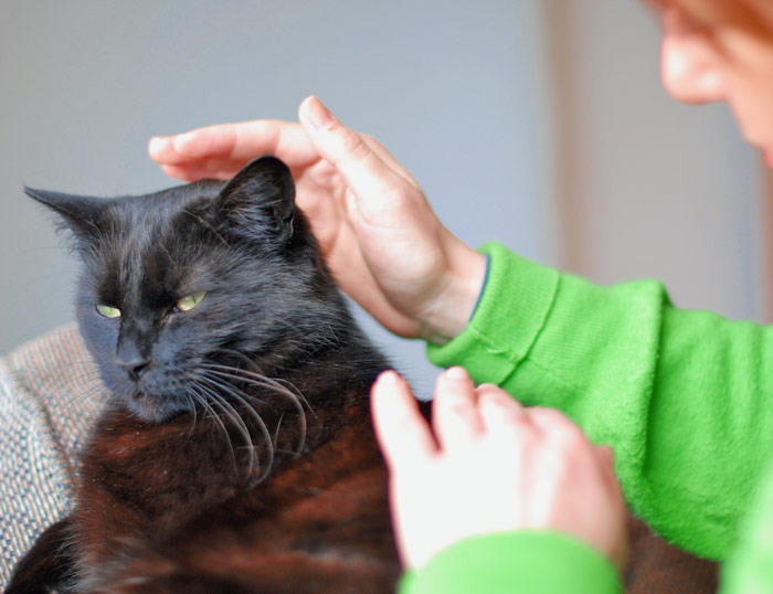 Reiki para los animales