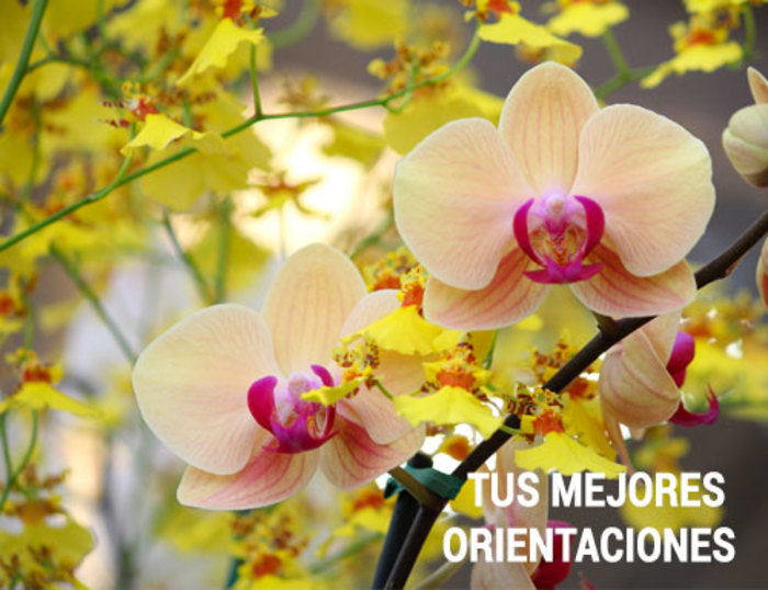 Feng Shui, tus mejores orientaciones - Kua