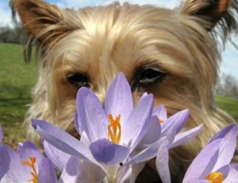 Aromateria para los animales