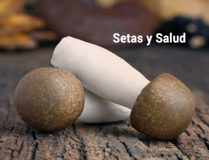 Setas y salud, la micoterapia