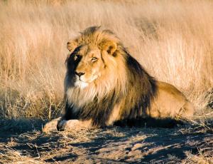 Explorando la dieta carnívora: la alimentación del león