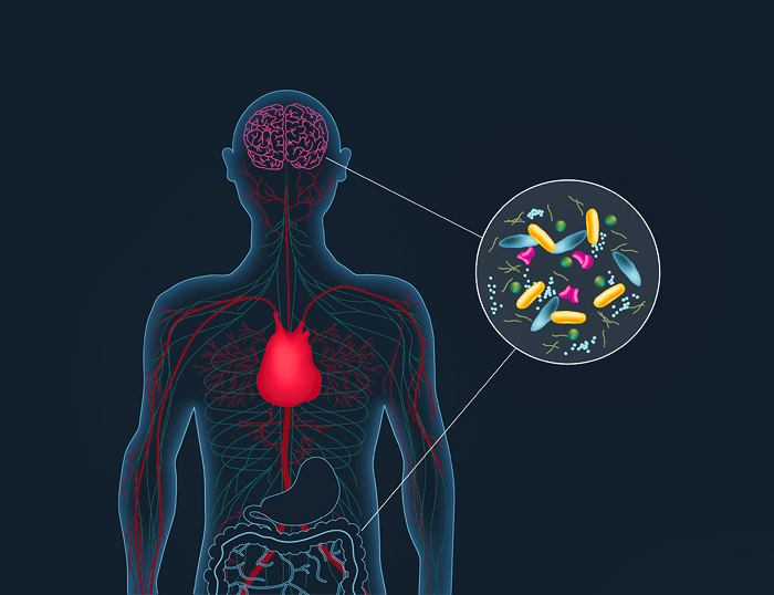 Cómo conecta el intestino con el cerebro