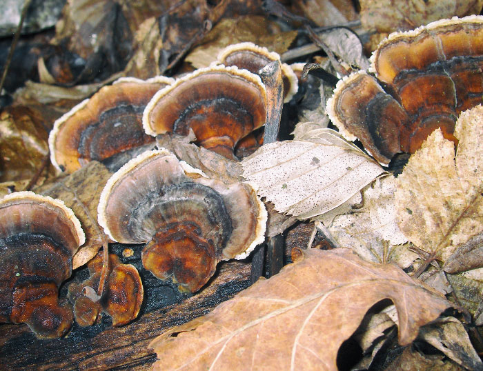 Propiedades del Coriolus Versicolor