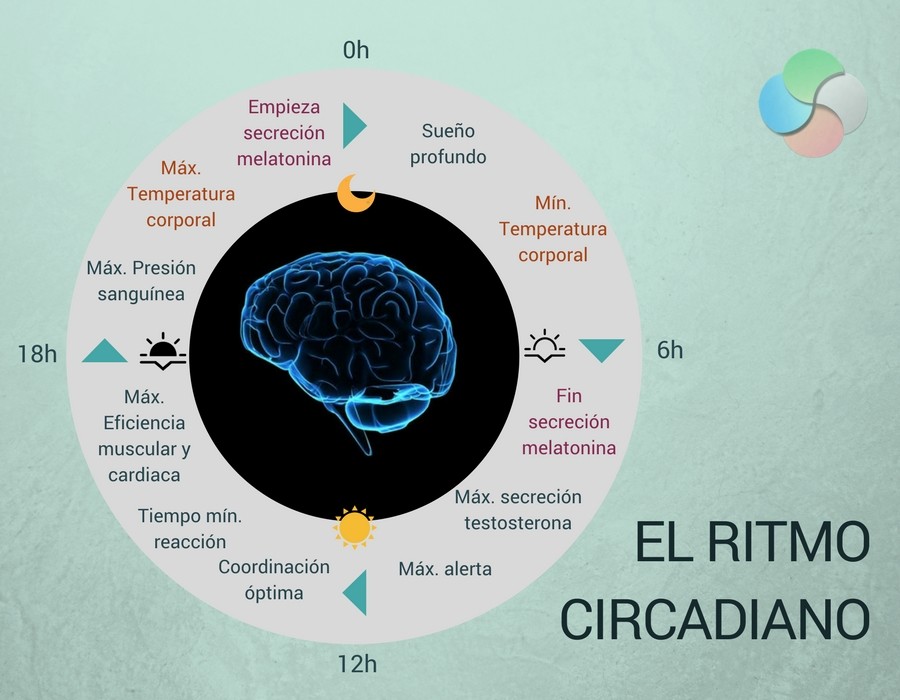 La influencia del ritmo circadiano