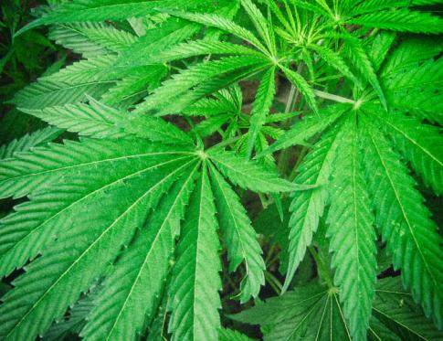 Cannabis sativa