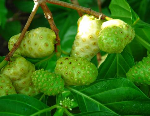 Utilización del noni en la salud