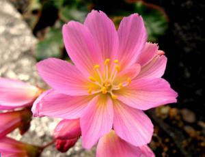 Despertándonos con flores de bach