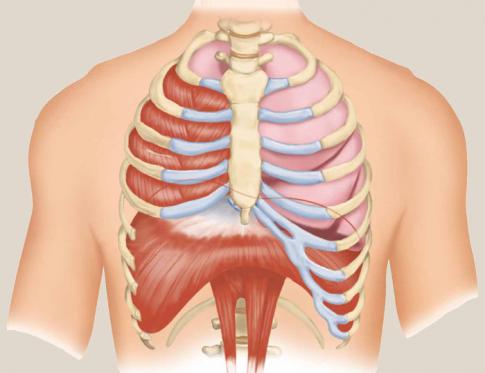 El diafragma y el dolor espalda