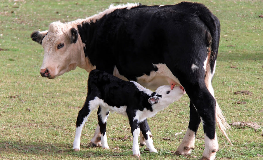 vaca dando leche ternero