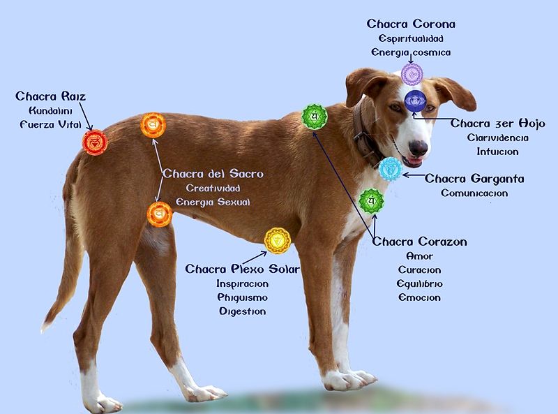 Conoce donde se ubican los chakras en los animales