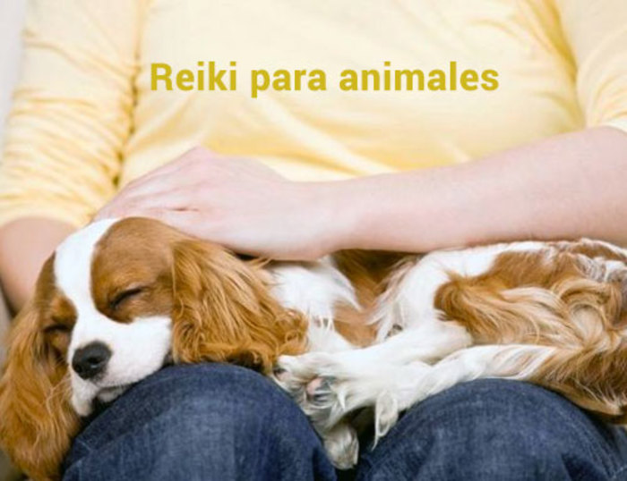 Reiki para animales