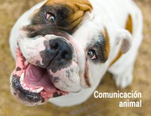 Comunicación animal: sanando el alma