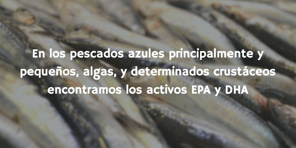 Pescados pequeños y algas - principal fuente de EPA y DHA